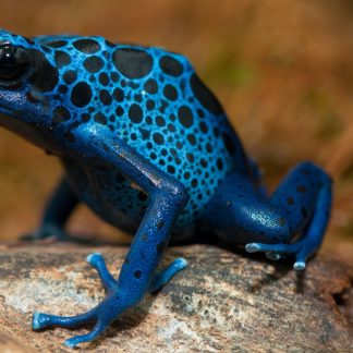 Blue Poison Dart Frog for sale - Morphatica Reptiles