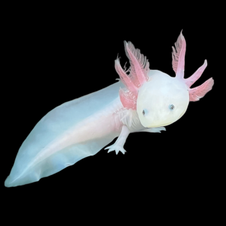 Leucistic Axolotl for sale - Morphatica Reptiles