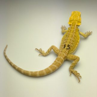 Citrus Bearded Dragon for sale - Morphatica Reptiles