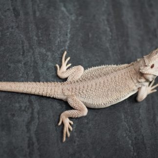 Zero Bearded Dragon for sale - Morphatica Reptiles