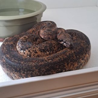 Hypo Boa Constrictor for sale - Morphatica Reptiles