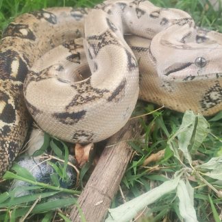 Leopard Boa Constrictor for sale - Morphatica Reptiles