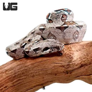 Normal Colombian Boa for sale - Morphatica Reptiles