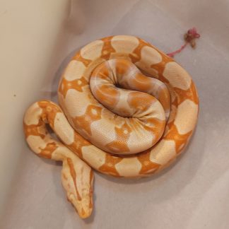 Sunglow Boa Constrictor for sale - Morphatica Reptiles