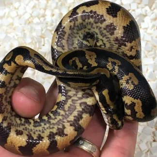Acid Ball Python for sale - Morphatica Reptiles