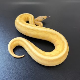 Banana Ball Python for sale - Morphatica Reptiles