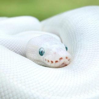 Blue Eyed Lucy Ball Python for sale - Morphatica Reptiles