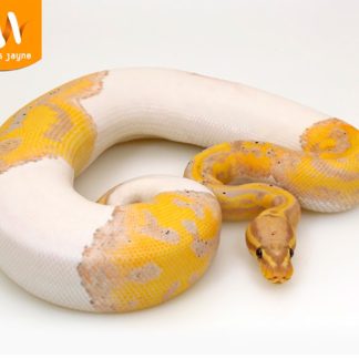 Banana Pied Ball Python for sale - Morphatica Reptiles