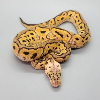Clown Ball Python for sale - Morphatica Reptiles