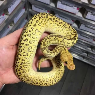 Monsoon Ball Python for sale - Morphatica Reptiles