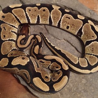 Normal Ball Python for sale - Morphatica Reptiles