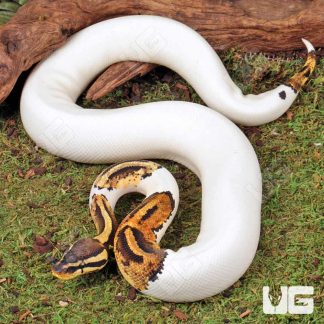 Piebald Ball Python for sale - Morphatica Reptiles