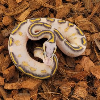 Pastel Ball Python for sale - Morphatica Reptiles