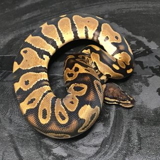 Sunset Ball Python for sale - Morphatica Reptiles