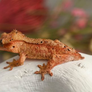 Dalmatian Crested Gecko for sale - Morphatica Reptiles