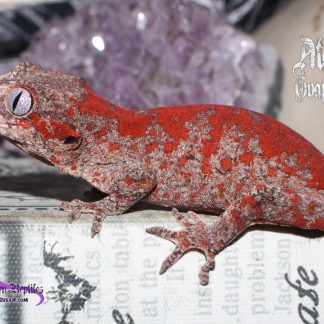 Red Gargoyle Gecko for sale - Morphatica Reptiles