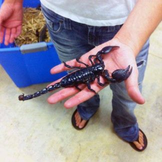 Emperor Scorpion for sale - Morphatica Reptiles
