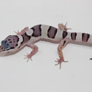 Mack Snow Leopard Gecko for sale - Morphatica Reptiles
