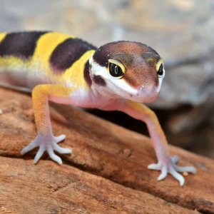 Normal Leopard Gecko for sale - Morphatica Reptiles