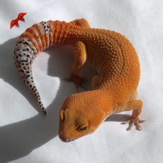 Tangerine Leopard Gecko for sale - Morphatica Reptiles