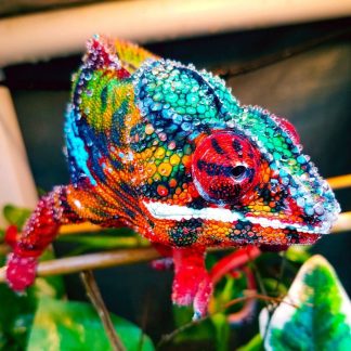 Ambilobe Panther Chameleon for sale - Morphatica Reptiles