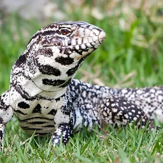 Argentine Black & White Tegu for sale - Morphatica Reptiles