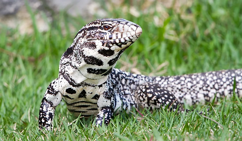 Argentine Black & White Tegu for sale - Morphatica Reptiles