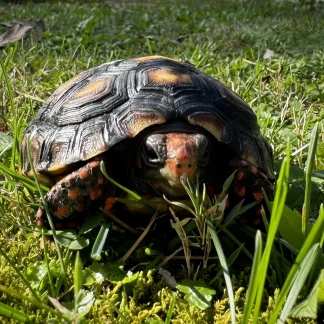 Cherry Head Red-Footed Tortoise for sale - Morphatica Reptiles