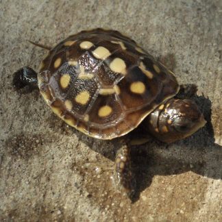 Eastern Box Turtle for sale - Morphatica Reptiles
