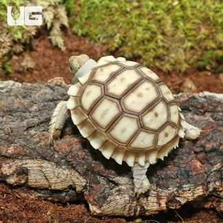 Baby Sulcata Tortoise for sale - Morphatica Reptiles